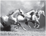 White Stallions II