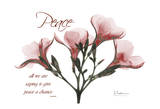 Oleander, Peace