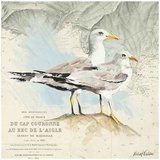 Mouettes Cap Couronne