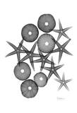 Starfish And Sea Urchin Medley