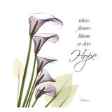 Swaying Callas, Hope