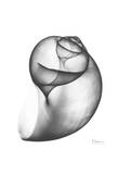 Moon Snail Twist Up
