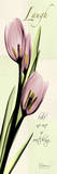 Laugh, Pink Tulips