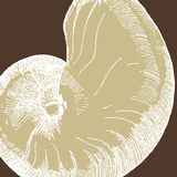 Natural Shell II
