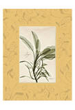 Sage With Gold Damask Frame