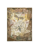 Buy Honeycomb Pussmoths at AllPosters.com
