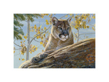 Front Range Cougar