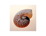 Nautilus