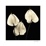 Buy Three Tropicals at AllPosters.com