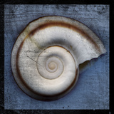 Snail