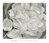 The White Calico Flower, c.1931