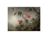 Passion Flowers and Hummingbirds, about 1870-83