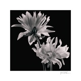 Buy Dahlia at AllPosters.com