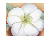 Buy White Flower on Red Earth, No. 1, c.1946 at AllPosters.com
