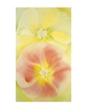 Buy Pink and Yellow Hollyhocks, c.1952 at AllPosters.com