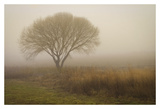 Tree in Field
