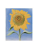 Sunflower, New Mexico, c.1935