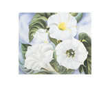 Buy Jimson Weed, c.1935 at AllPosters.com