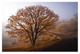 Buy Clearing at AllPosters.com