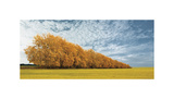 Autumn Colors, no. 1