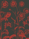 Chrysanthemum, no. 10