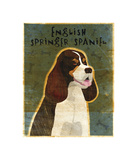 English Springer Spaniel (tri-color)