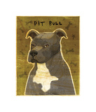 Gray Pit Bull