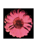 Buy Flower for Tacoma Dome, c. 1982 (black & pink) at AllPosters.com