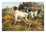 A German-Short Haired Pointer and Two Setters in a Landscape