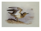 A Buff-Breasted Sandpiper