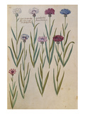 Buy Cornflowers. from 'Camerarius Florilegium' at AllPosters.com
