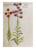 Buy Martagon Lilies. from 'Camerarius Florilegium' at AllPosters.com