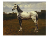 A Grey Camarguen Stallion in a Clearing