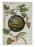 Buy Melon with Speckled Skin, Anguria Turcica. from 'Camerarius Florilegium' at AllPosters.com
