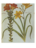 Buy Red Lily with Bulbils, Lilium Buldiferum, and Yellow Day Lily Heerocallis Lilio Asphodelus. from... at AllPosters.com