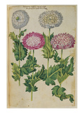 Buy Double Poppies. from 'Camerarius Florilegium' at AllPosters.com