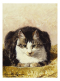 Buy Sitting Pretty at AllPosters.com