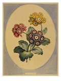 Buy A Collection of Flowers Drawn after Nature and Disposed in an Ornamental and Picturesque Manner at AllPosters.com