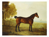 Buy The Chestnut Hunter 'Berry Brown' in a Field by an Estuary, with Sailing Ships in the Distance at AllPosters.com