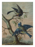 A Kingfisher on a Sapling; and a Blue Tit with a Finch on a Sapling
