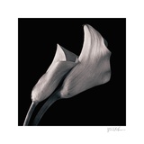 Buy Calla Lilies at AllPosters.com