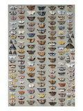 One Hundred and Sixty Six Moths Belonging to Several Families, But Mostly Noctuidae and Geometridae