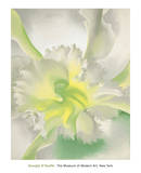 Buy An Orchid, c.1942 at AllPosters.com