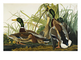 Mallard Duck. Mallard (Anas Platyrhynchos), Plate Ccxxi, from 'The Birds of America'