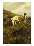 Two Setters Pointing at Quail