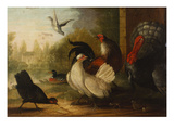 Buy A Turkey, a Duck and Poultry in an Ornamental Garden at AllPosters.com