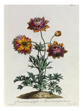 Buy Anemone Hortensis Catifolia, from 'The British Herbal' at AllPosters.com