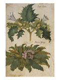 Buy Thornapple; Datura Stramonium and Mandrake; Mandragora Autumnalis. from 'Camerarius Florilegium' at AllPosters.com