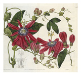Passionflower, from 'The Botanical Register'