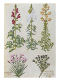 Snapdragons, Small Pink Dianthus and a Thyme. from 'Camerarius Florilegium'